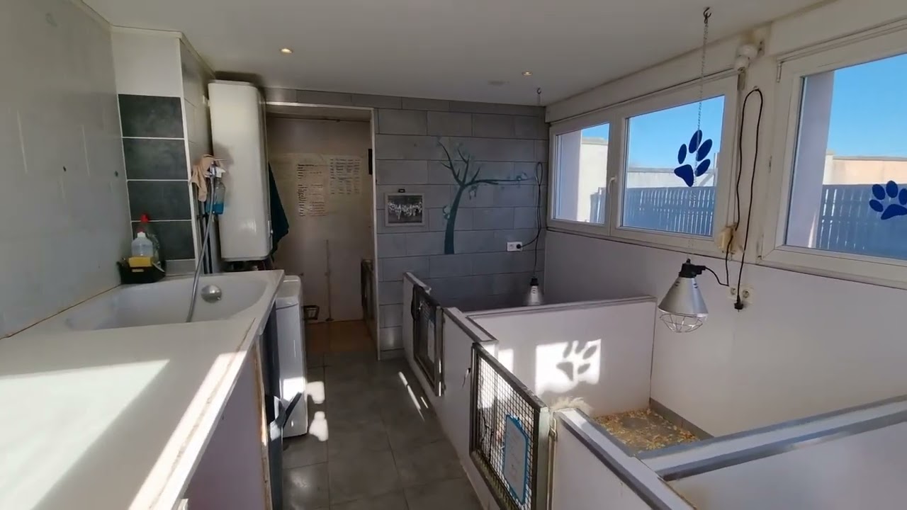 Elevage Canin - Bâtiments pro/Appartement/Terrain - Aydoilles Vosges