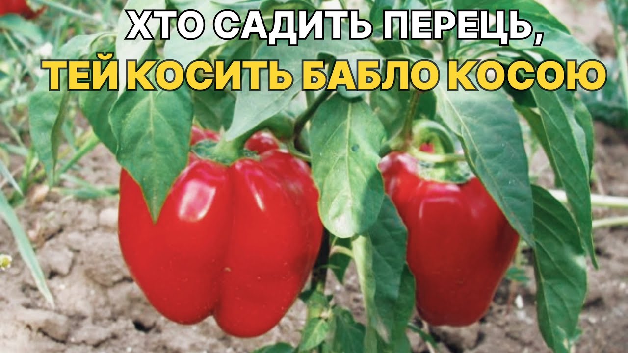 ГОЛОВНІ НЮАНСИ ПРОДАЖУ ПЕРЦЮ НА ПОЛІССІ/Скільки можна заробити ВИРОЩУЮЧИ перець?