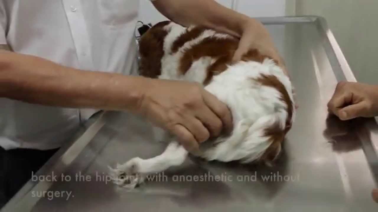 Final Video: A Cavalier King Charles has left hip dislocation