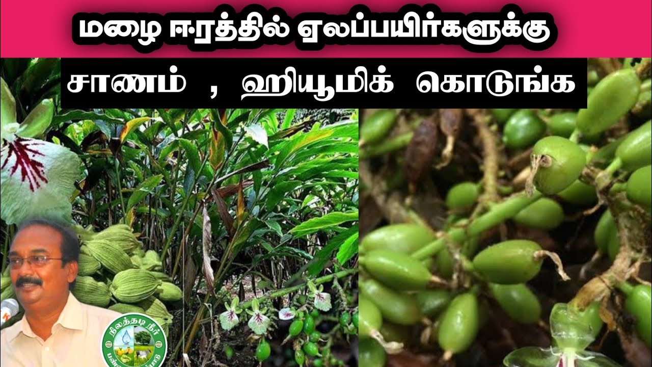 மழை ஈரத்தில் உடனடியா  ஏலப்பயிர்களுக்கு மக்கிய சாணம், ஹியூமிக் அமிலம் கொடுங்க!! #9944450552