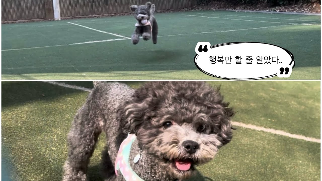 강아지 키우는 분들이라면..  (🚨그냥 넘어갔다간 큰일..나요🏥)