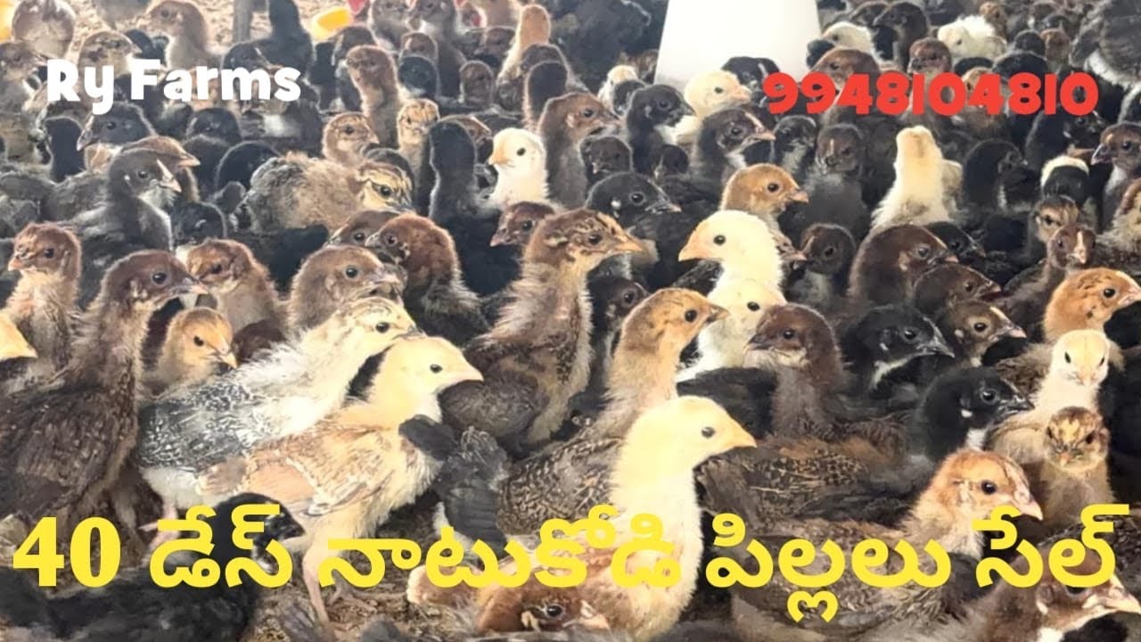 40 Days Pure Natukodi Pillalu Sale 9948104810//6301-160352 Raju Reddy Delivery available 