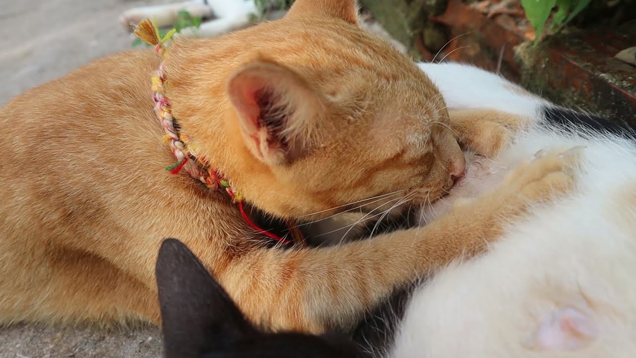 Cat mom giving big kitten nursing