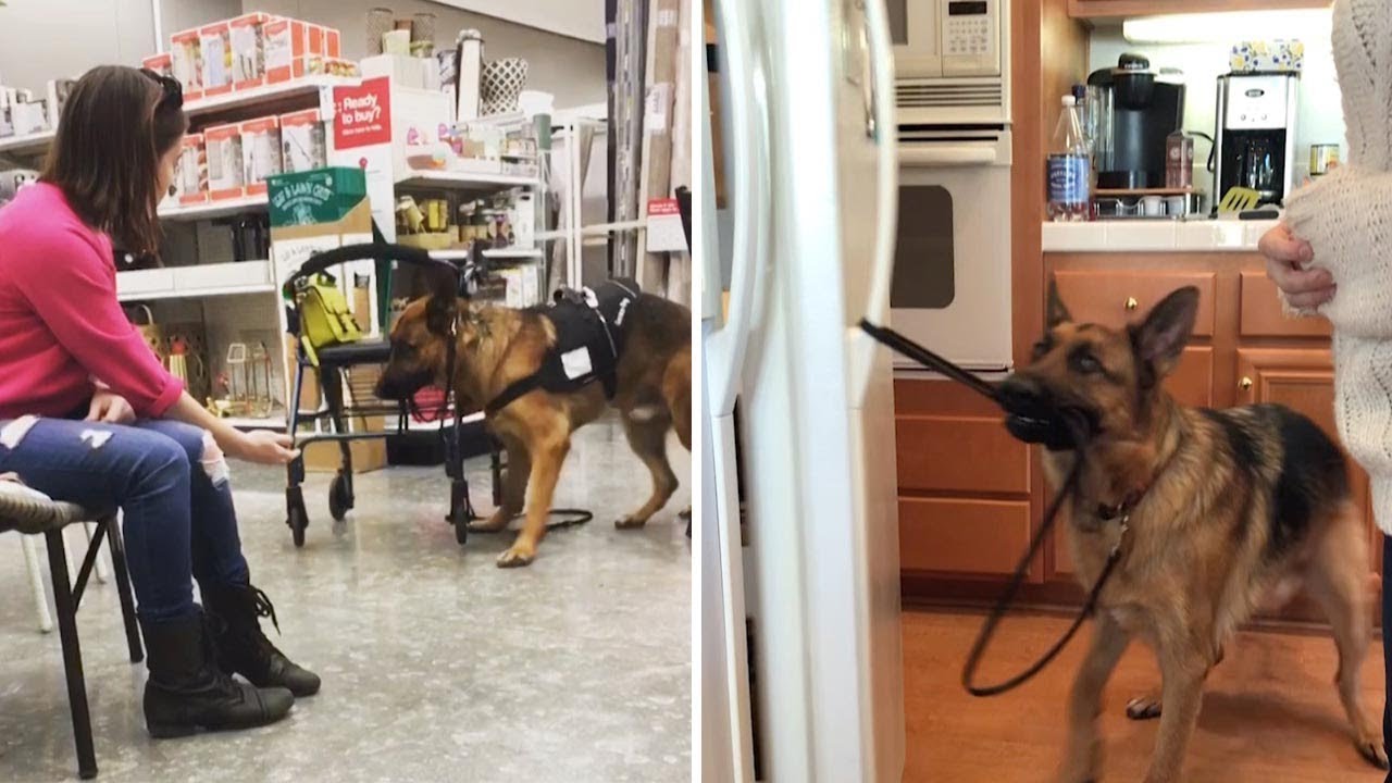 Mobility Dog Helps Owner Out