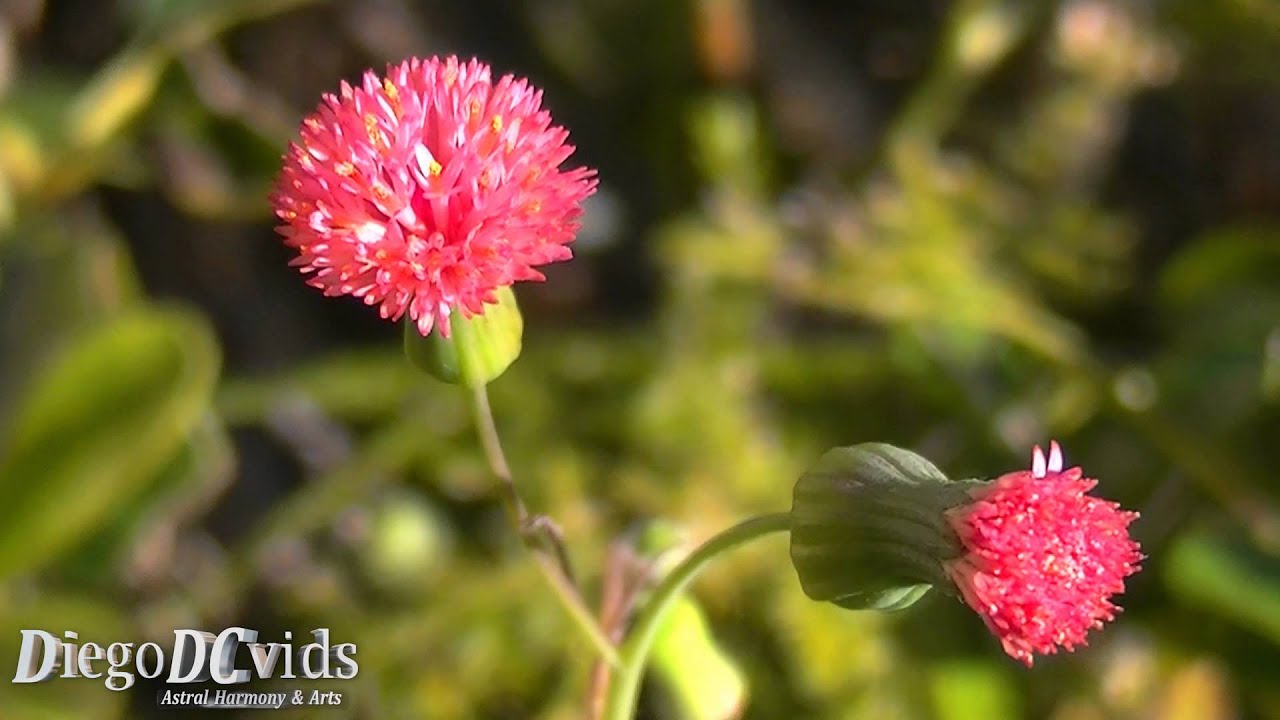 Emilia sonchifolia - Serralhinha - flor pincel - lilac tasselflower