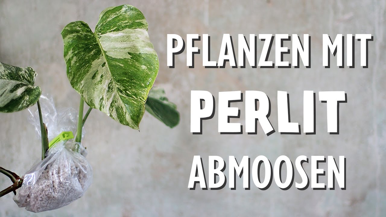 Zimmerpflanzen vermehren: So funktioniert Abmoosen mit Perlit