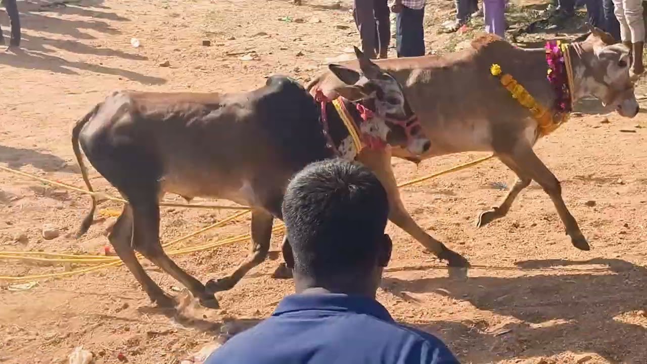 Pedda upparapalli village jallikattu bulls 2026