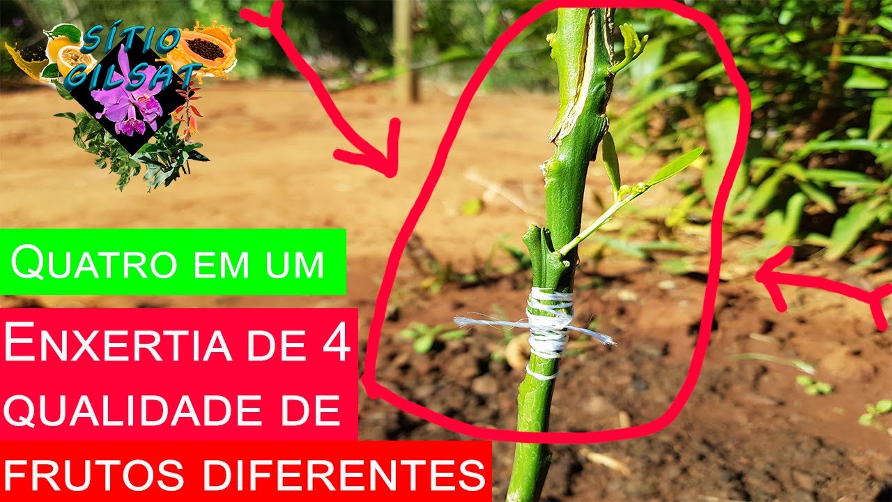 Laranja Como fazer enxertia de 4 espécie de frutos diferente em um só pé de citros