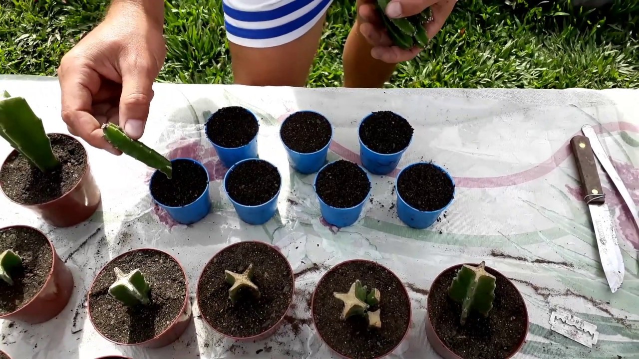 Como Cuidar de Suculentas - 10 Dicas de cultivo Cacto Estrela - Stapelia Hirsuta