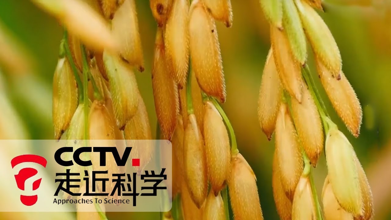 《走近科学》 绿色超级稻 20190923 | CCTV走近科学官方频道