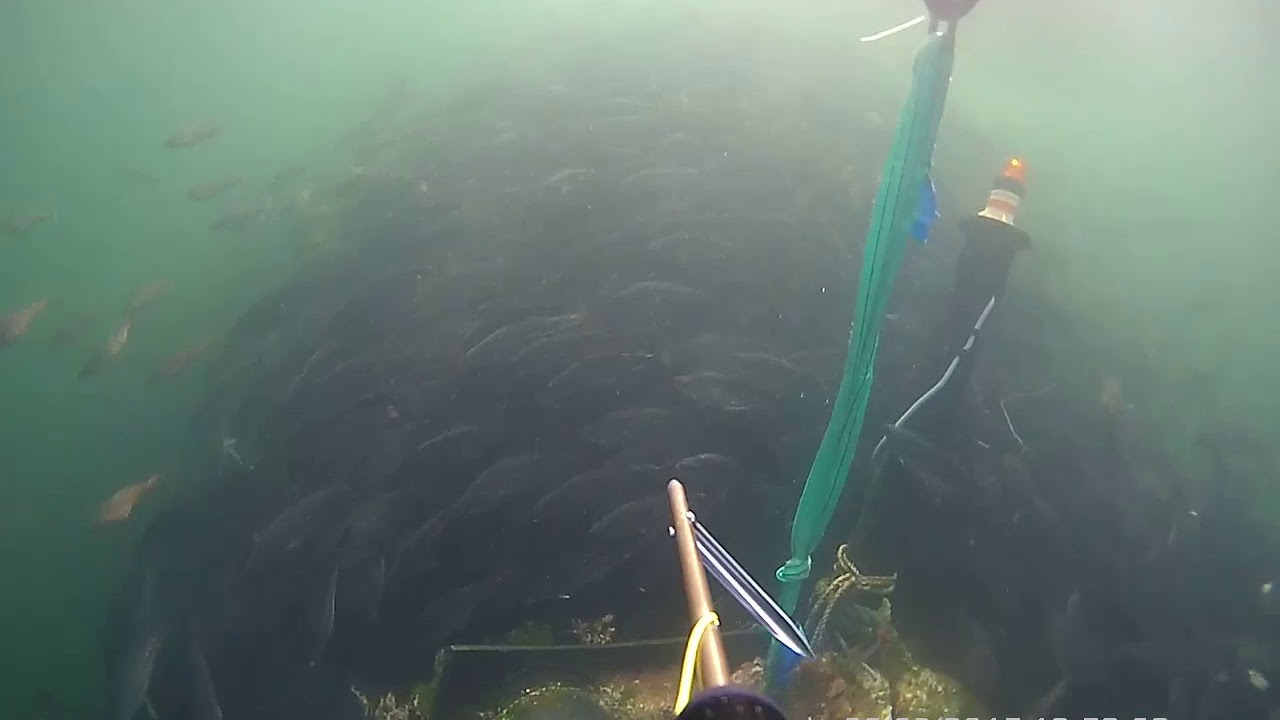 Spearfishing Norway Hitra 2019 / Подводная охота в Норвегии Хитра 2019