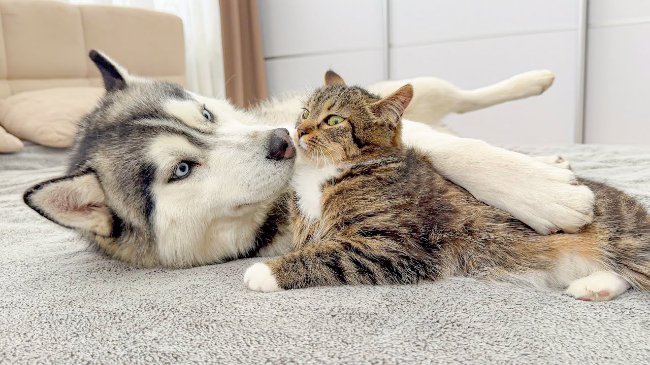 Giant Husky Wants To Be a Cute Kitten! He Tries Everything To Be Friends!