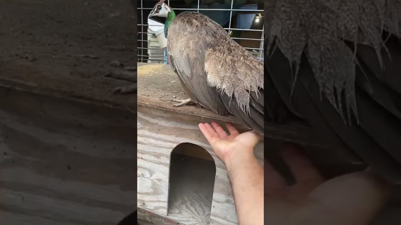 Peacock laying an EGG😮