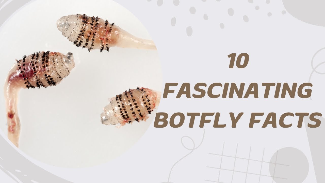 10 Fascinating Botfly Facts