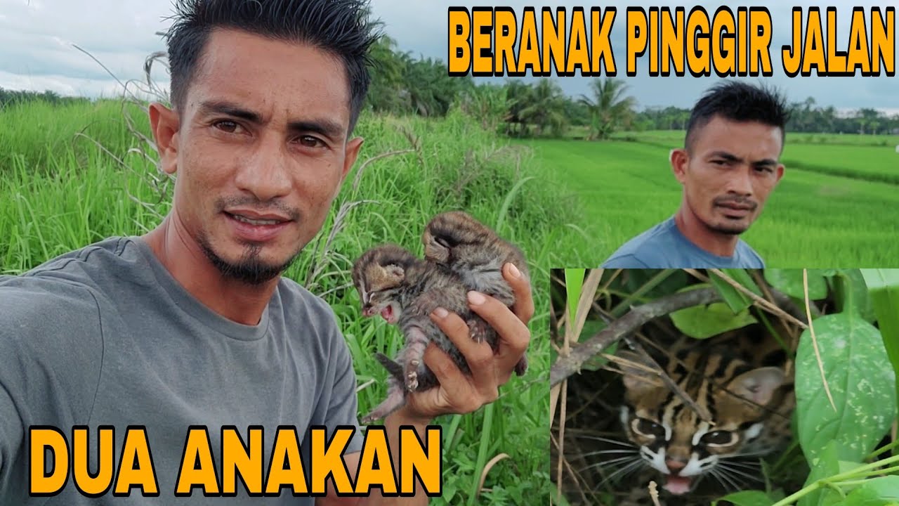 NEKAT PANTAU SARANG HARIMAU_NIATNYA MOTONG RUMPUT MALAH NEMU INI