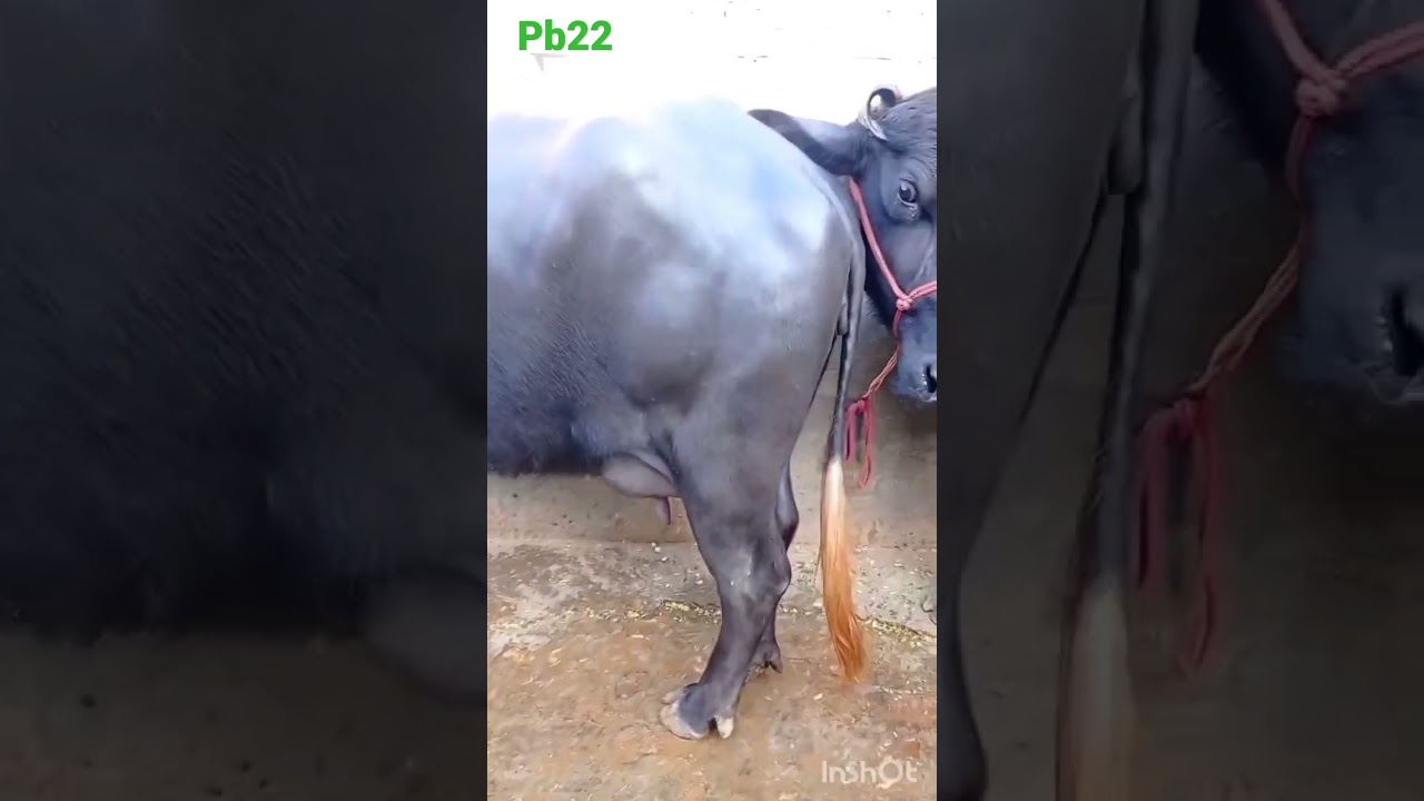 Best #Nili ravi buffalo in punjab fazilka