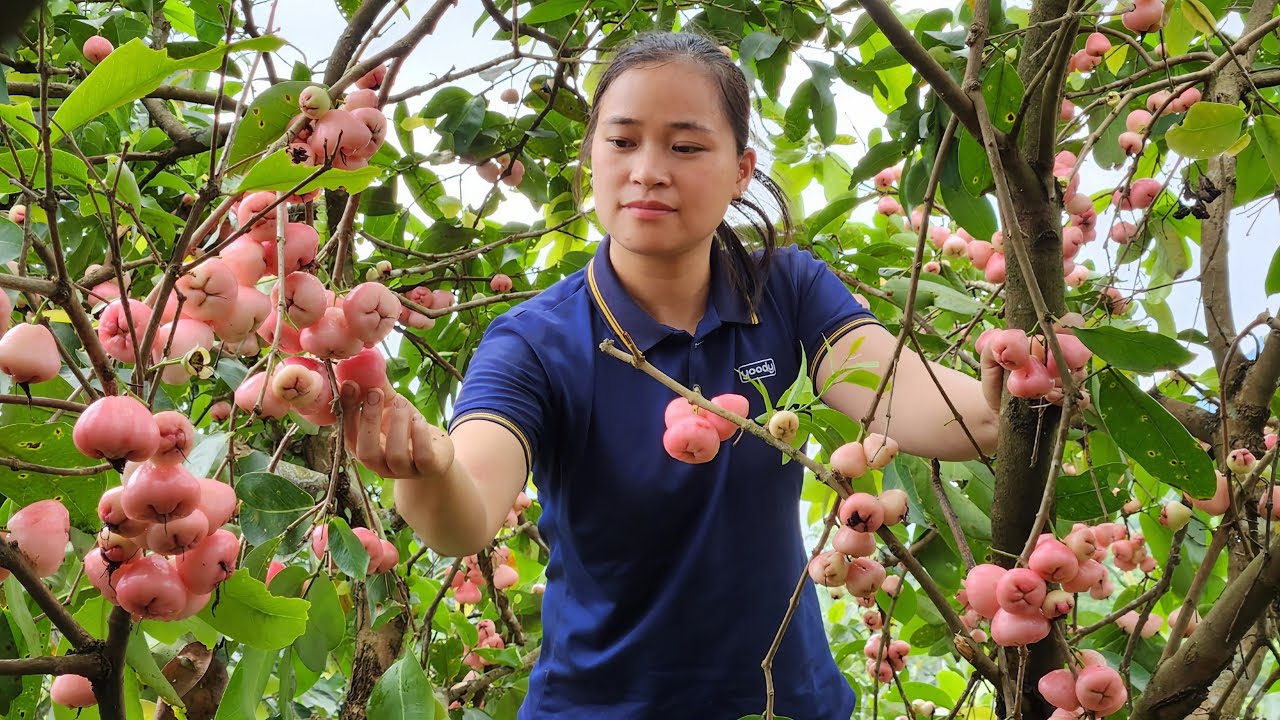 Harvesting Results Whip Goes to the market sell - Farm - Lý Thị Ca