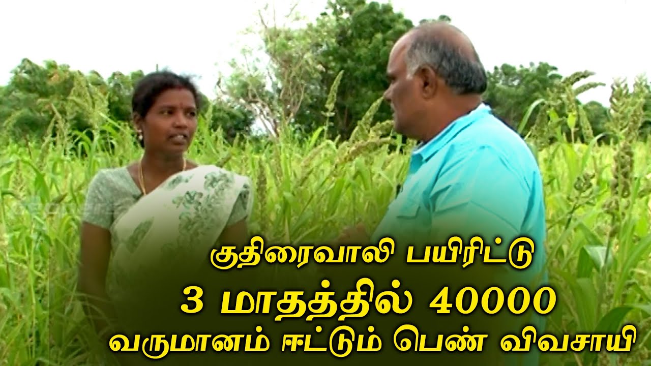 குதிரைவாலி பயிரிட்டு3 மாதத்தில் 40000 வருமானம் ஈட்டும் பெண் விவசாயி