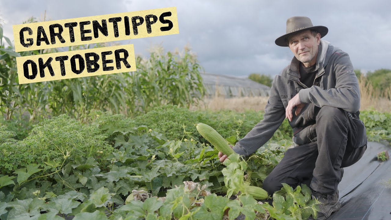 Tomatentipps im Oktober, Süßkartoffelernte, Brokkoli, Schwammgurken. Viele Selbstversorger Tipps!