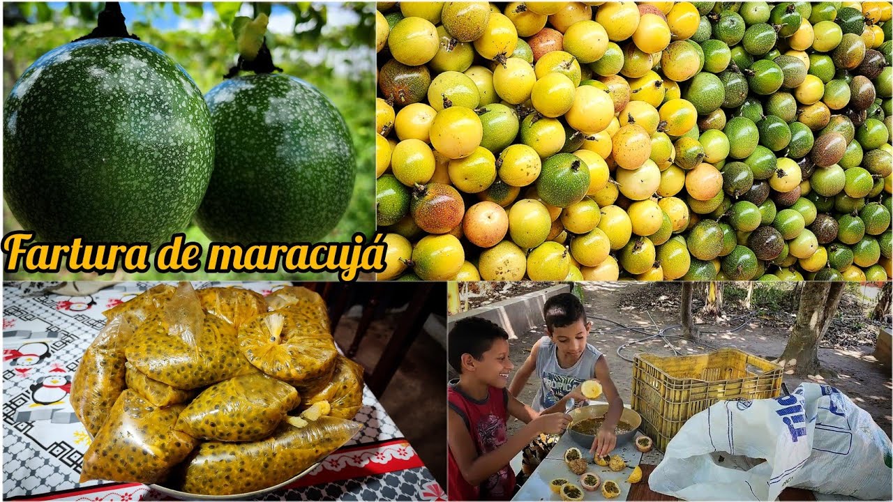mais uma grande colheita de maracujá  // fazendo polpa da fruta