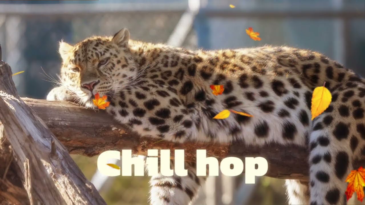 Cozy Day with a Cat 🐱 | Lo-Fi Beats for Study, Work & Relax 🎶