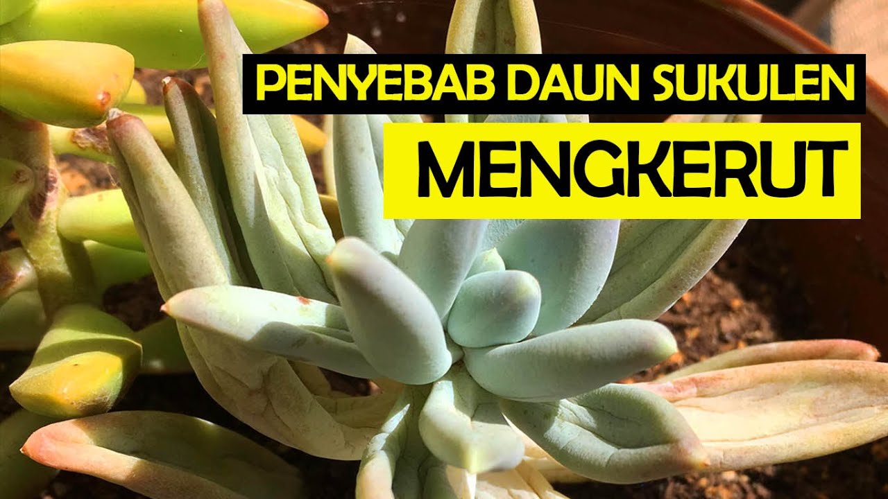 PENYEBAB DAUN MENGKERUT PADA SUKULEN DAN BAGAIMANA CARA MENGATASINYA