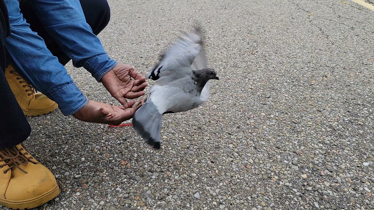 Good birds | Racing homer Pigeon