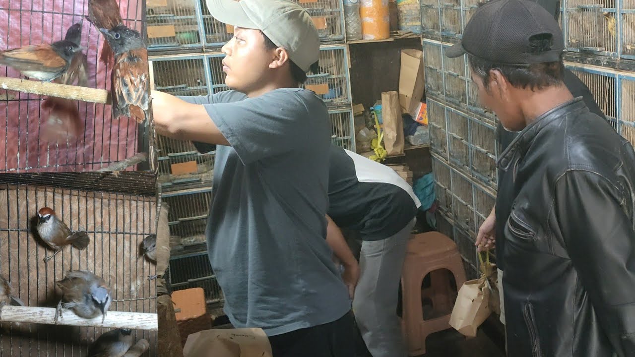 AVIARI MINI PAS BANGET BURUNG MURAH MERIAH WARNA BAGUS 