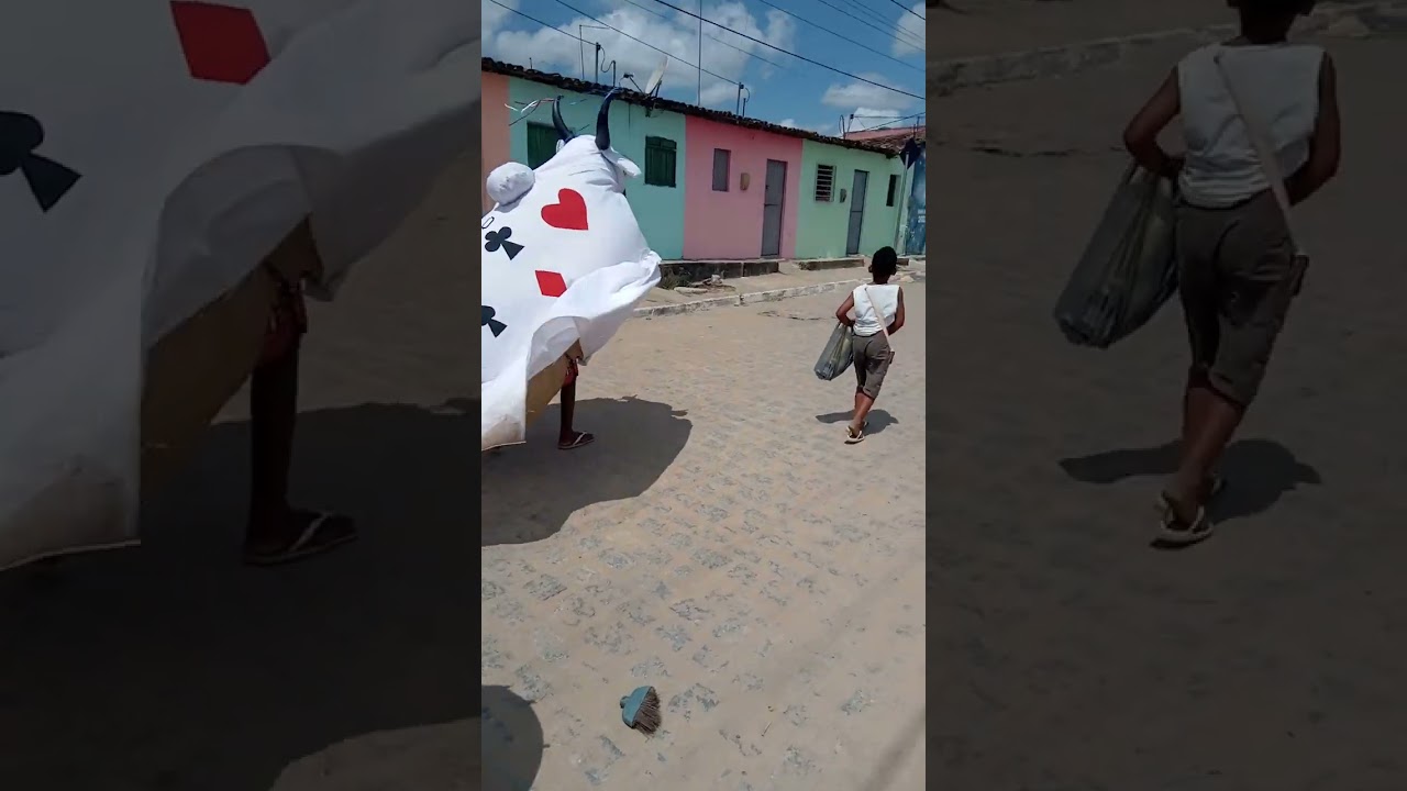 boi de rei da pisarera