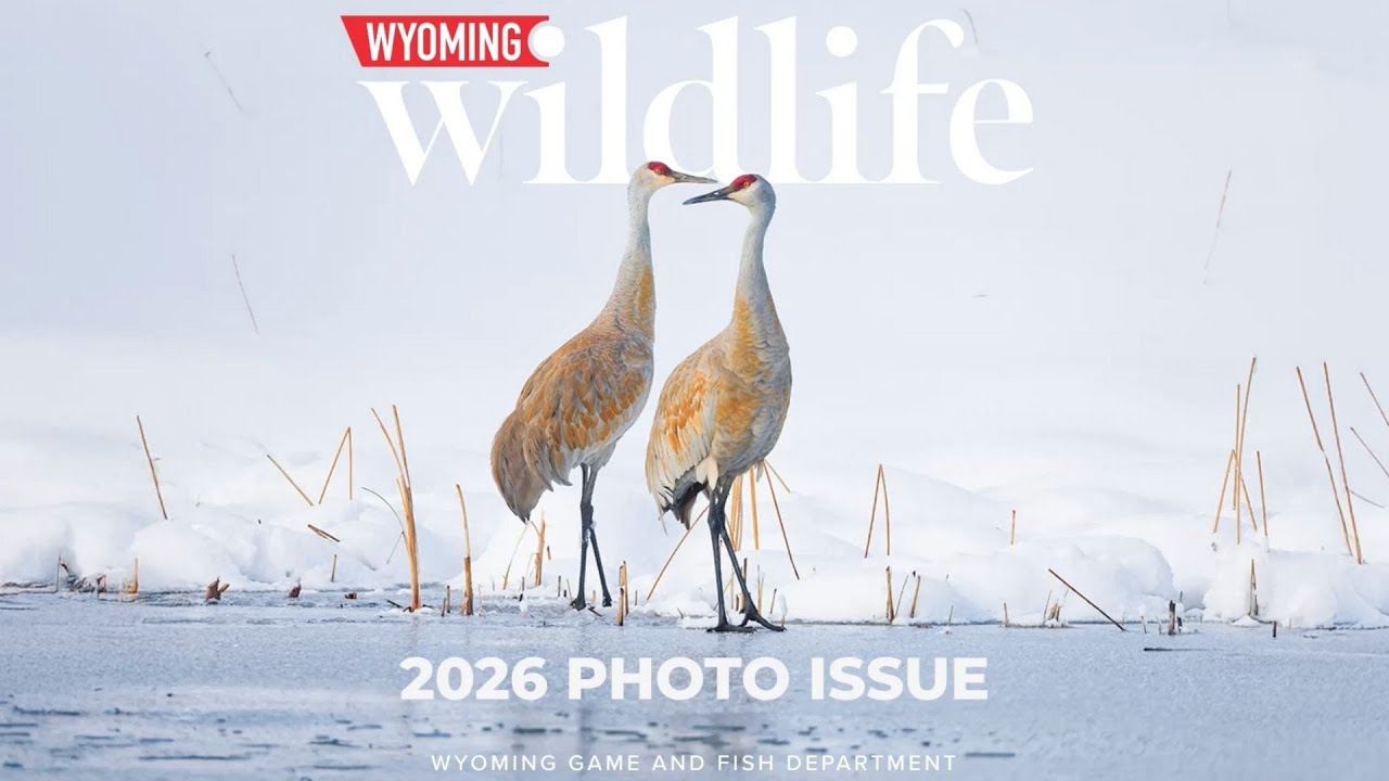 Top Wildlife Images - 2026 Wyoming Wildlife Photo Issue