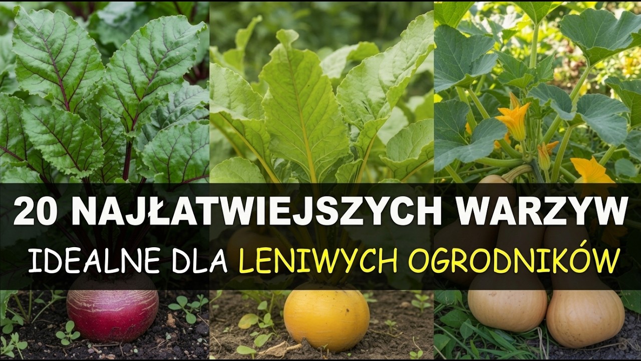 20 Warzyw, Kt&oacute;re Są Zbyt ŁATWE W Uprawie &mdash; Idealne Dla Leniwych Ogrodnik&oacute;w!