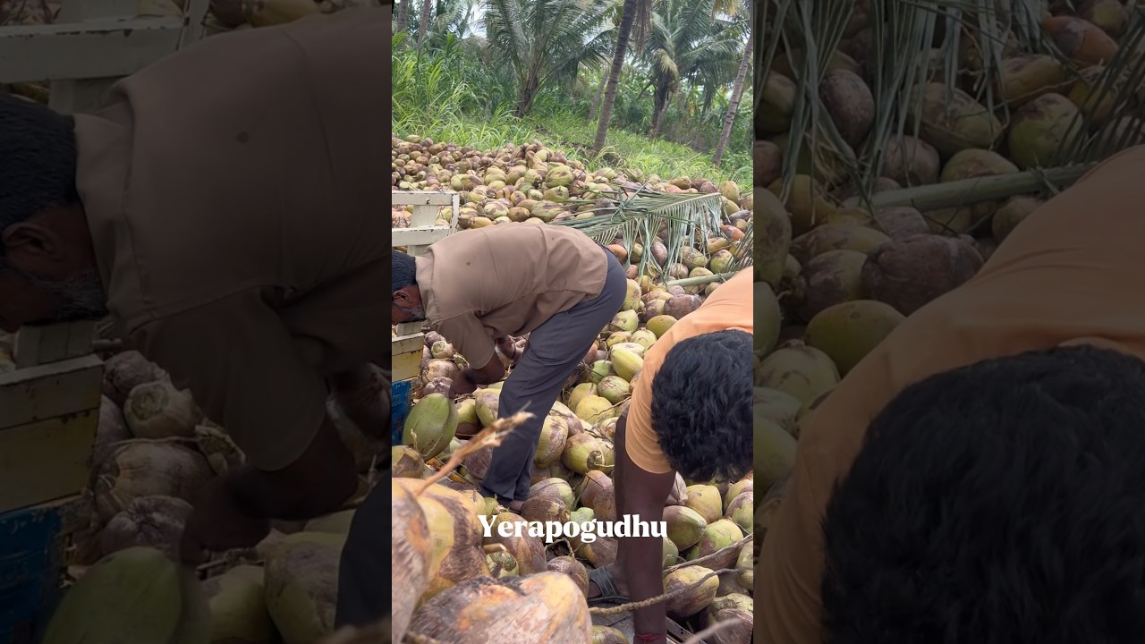 Coconut market fluctuation Update! #coconut #market #money #export #trendingshorts