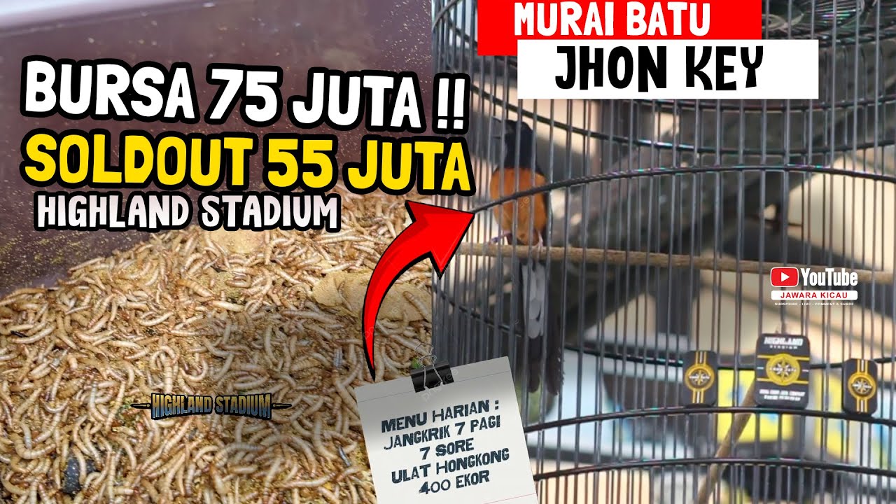 BURSA 75 JUTA SOLDOUT ‼️ MURAI BATU JHONKEY DI ARENA HIGHLAND STADIUM #muraibatu #kicaumania