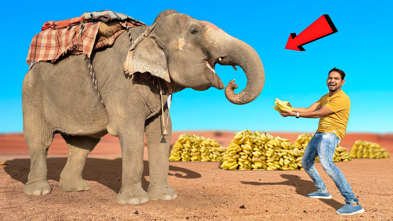 1 Elephant = How Much Bananas ? भूखा हाथी कितने केले खायेगा ?🤔