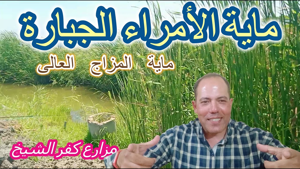 ماية الأمراء ماية المزاج العالى - مزارع كفر الشيخ