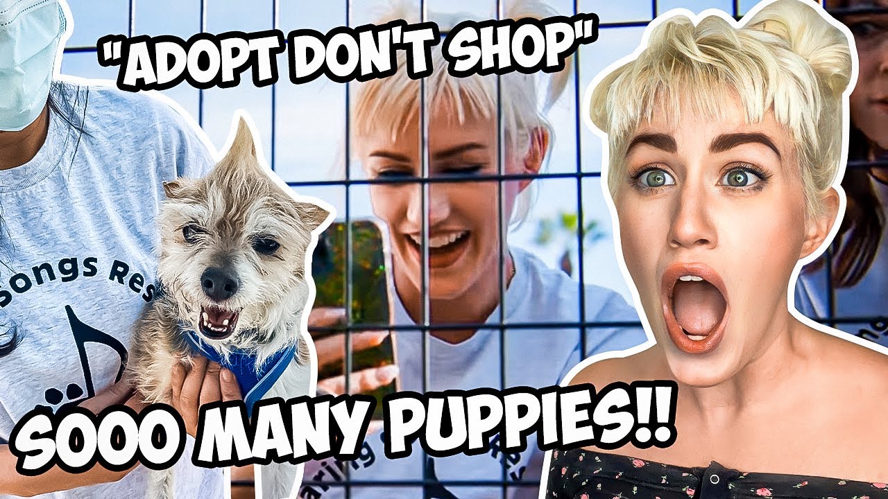 These PUPPIES Need A FOREVER HOME!! @EVR_FWD reacts to @DharMannStudios
