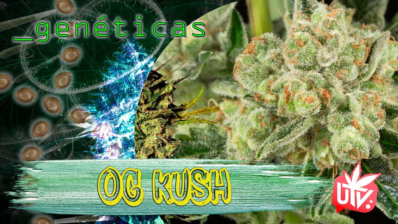 TODO lo que NO SAB&Iacute;AS sobre la OG KUSH