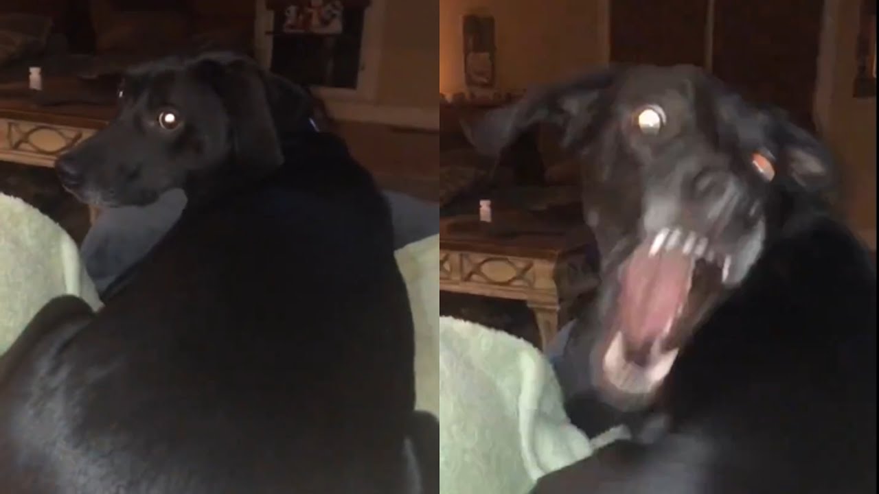 Best Short Funny Videos Compilation | Short Try Not To Laugh Clean (Part 1)
