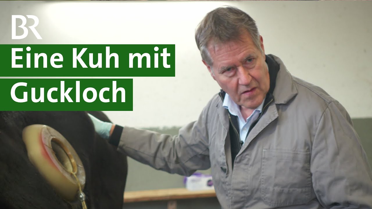 Forschung:  Wie funktioniert der Pansen der Kuh? | Verdauung | Magen | Gesundheit | Unser Land | BR