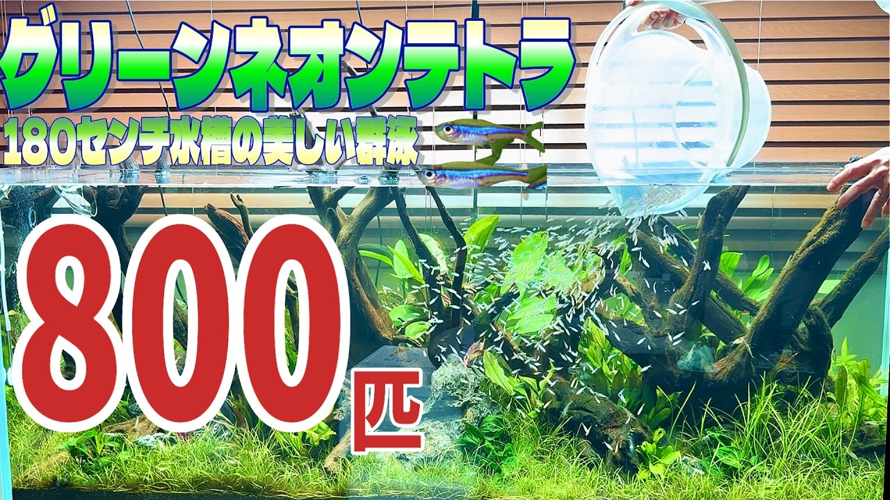 800匹のグリーンネオンテトラを水槽に入れてみた（180センチの水草レイアウトに群泳する熱帯魚は圧巻だった）