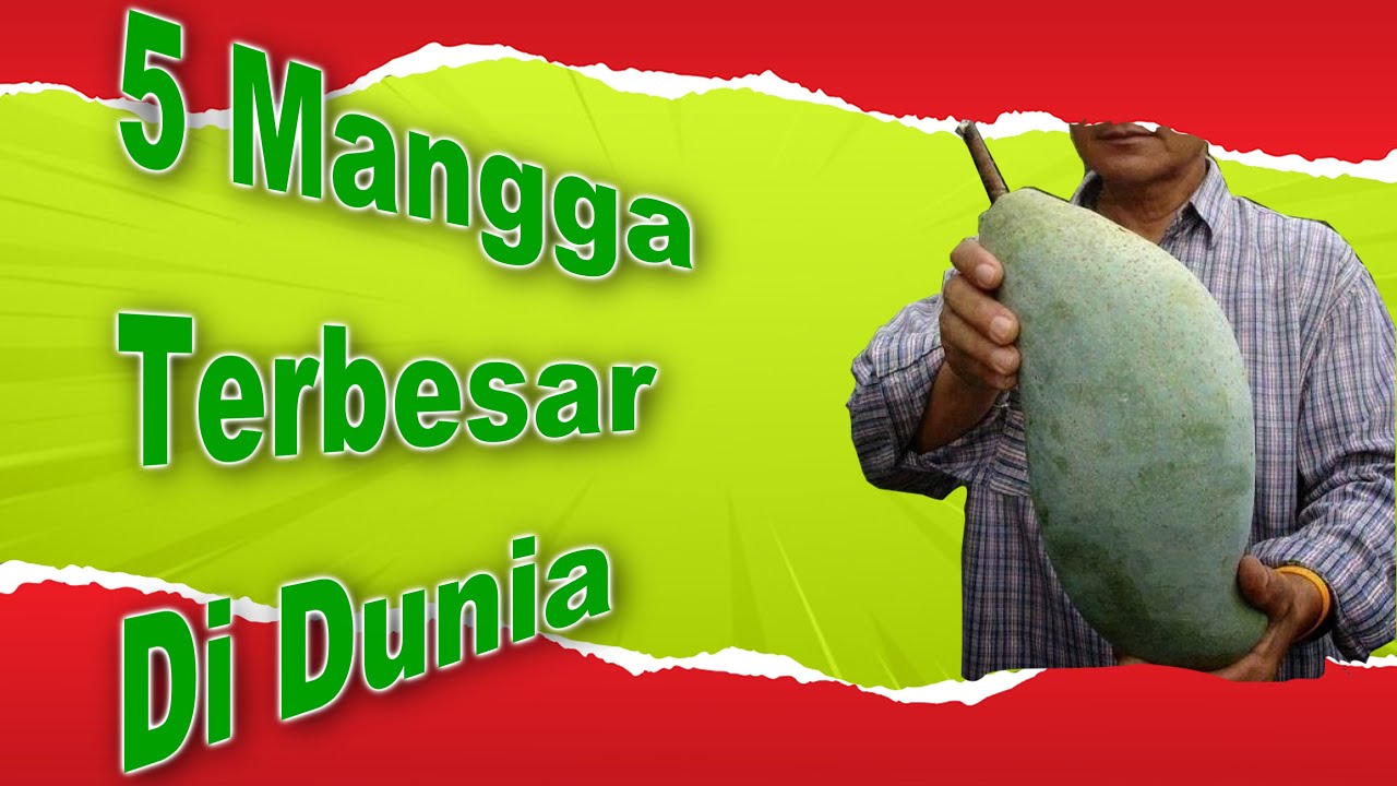 giant mango, 5 jenis mangga raksasa yang paling terkenal di dunia