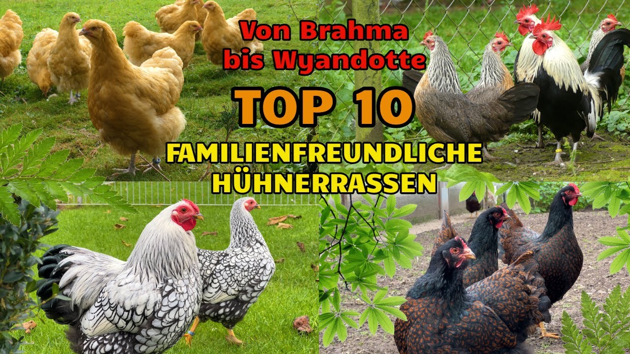 10 Familienfreundliche H&uuml;hnerrassen TEIL 1 Von Brahma bis Zwerg Wyandotte - Zahme H&uuml;hner #h&uuml;hner