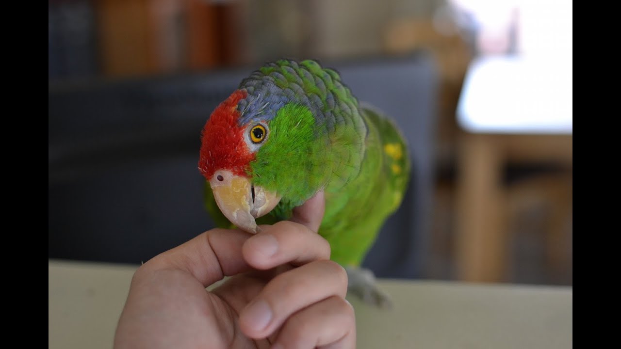 Bird's First Day Home:  What to Do
