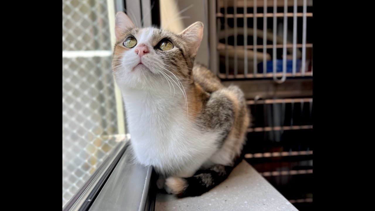 Hedwig - Adoptable Cat at Brown County Humane Society