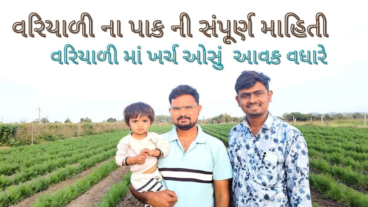 શિયાળુ પાક વરિયાળી @Farmingzone4 