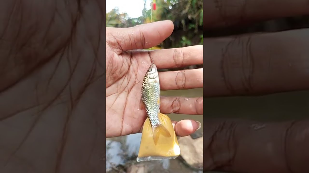 Fishing for small fish in the river
