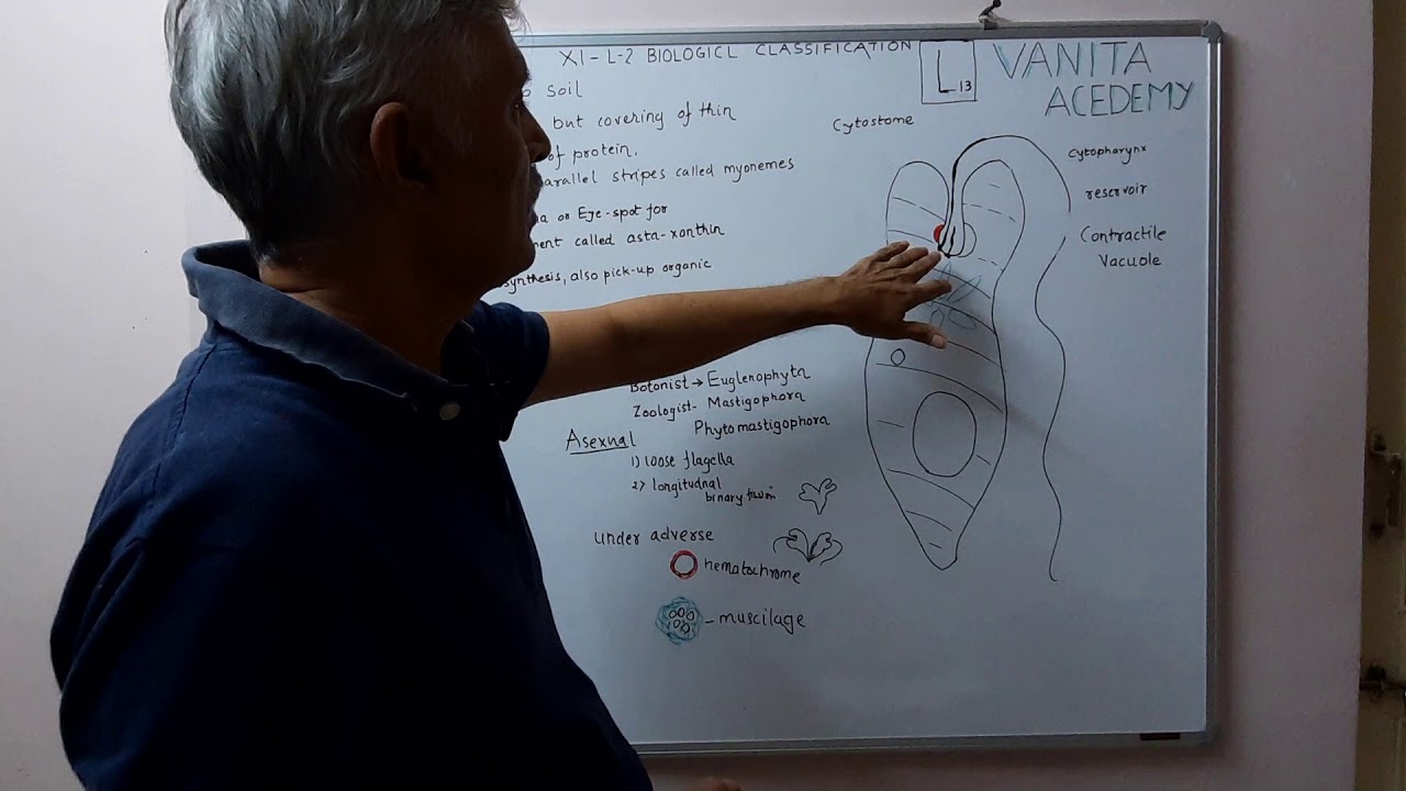 Biology  class11 chapter 2 #12 Euglenophyta