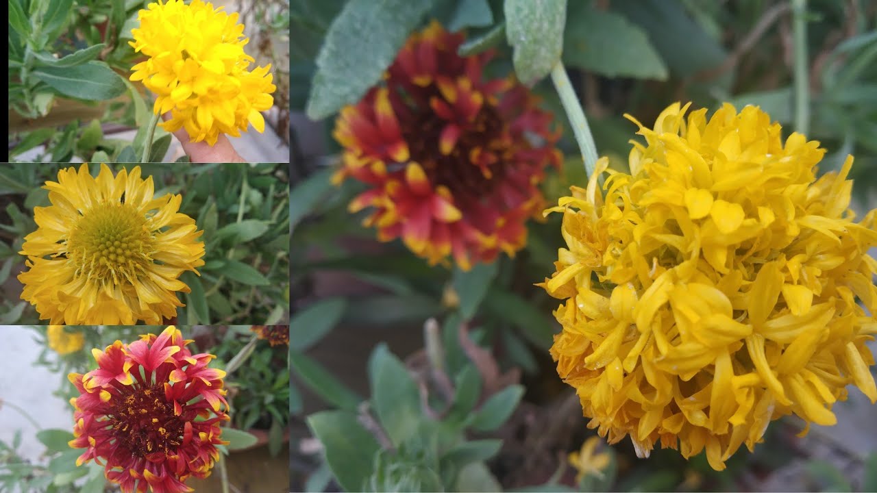 Summer Flowering plant Gaillardia ki care aur 1_2 saal plant keise flowering kare/care n grow tips