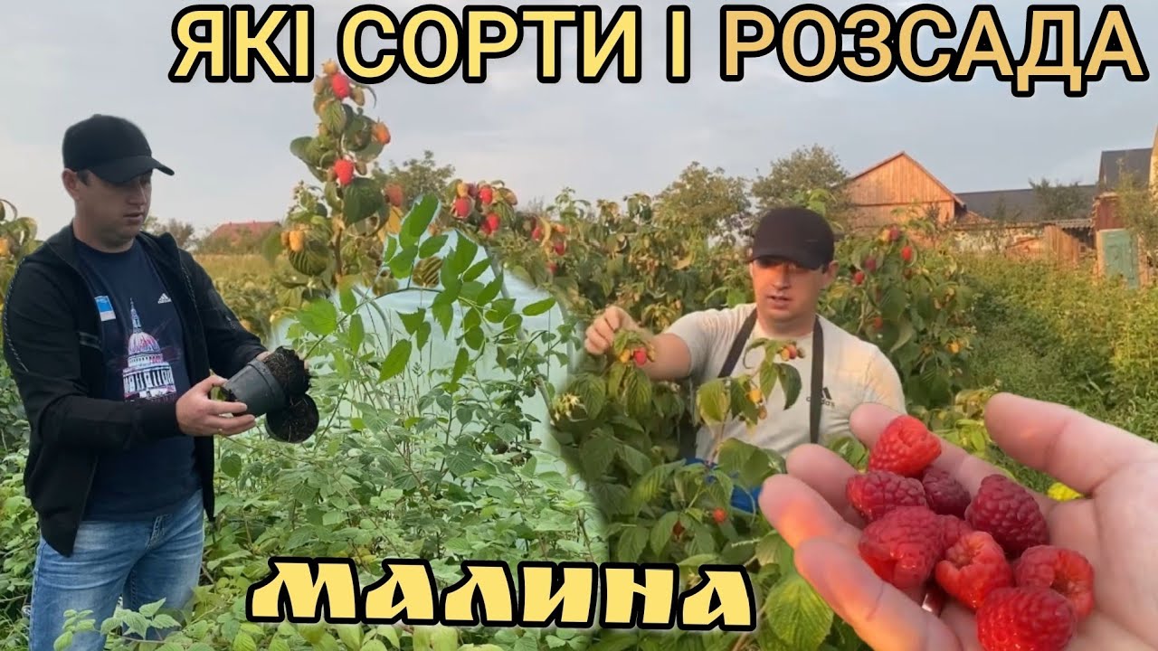 Вирощування малини. Сорти Які вибрати?