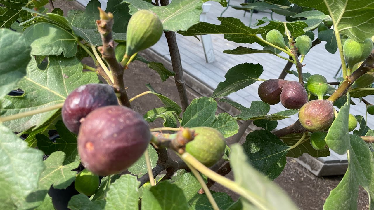 Red Lebanese Bekaa Valley vs. Sao Miguel Roxo - aka Azores Dark fig comparison
